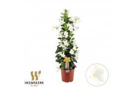 Mandevilla sanderi summerstar white Piramide