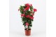 Mandevilla sanderi summerstar pink Rek 