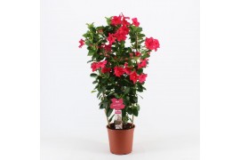 Mandevilla sanderi summerstar pink Rek