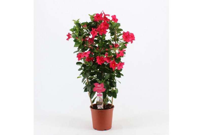 Mandevilla sanderi summerstar pink Rek 