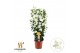 Mandevilla sanderi summerstar white Rek 