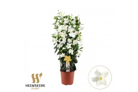 Mandevilla sanderi summerstar white Rek