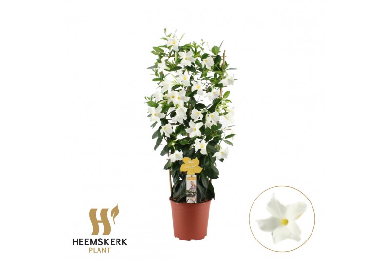 Mandevilla sanderi summerstar white Rek 