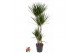Dracaena marginata 90-60-30-15 