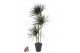 Dracaena marg. magenta 90-60-30 
