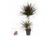 Dracaena marg. magenta 45-15 