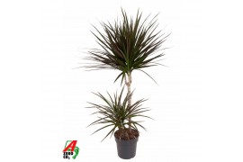 Dracaena marg. magenta 45-15