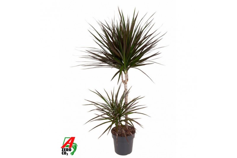 Dracaena marg. magenta 45-15 