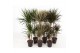 Dracaena mixkar 60-30-15 