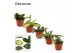 Hoya mix decorum 