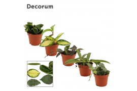 Hoya mix decorum