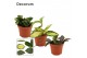 Hoya mix decorum 