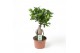 Ficus microcarpa ginseng 
