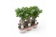 Ficus microcarpa ginseng 