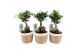 Ficus microcarpa ginseng in noah mand 