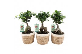 Ficus microcarpa ginseng in noah mand