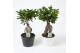 Ficus microcarpa ginseng Ficus Ginseng ZWART / WIT KERAMIEK 