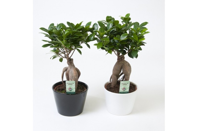Ficus microcarpa ginseng Ficus Ginseng ZWART / WIT KERAMIEK 