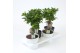 Ficus microcarpa ginseng Ficus Ginseng ZWART / WIT KERAMIEK 