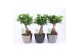 Ficus microcarpa ginseng in Wyberline keramiek pot 
