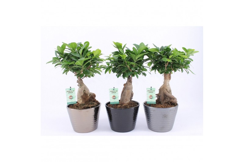 Ficus microcarpa ginseng in Wyberline keramiek pot 