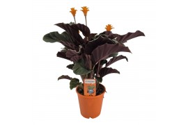 Calathea crocata tassmania 3/4 bloem in oranje pot