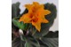 Calathea crocata tassmania 3/4 bloem in oranje pot 