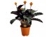 Calathea crocata tassmania 3/4 bloem in oranje pot 