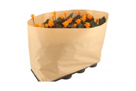 Calathea crocata tassmania 3/4 bloem papierwikkel