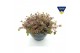 Sedum Sedum tetractinum coral reef 1 pp 
