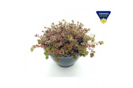 Sedum Sedum tetractinum coral reef 1 pp