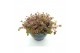 Sedum Sedum tetractinum coral reef 1 pp 