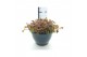 Sedum Sedum tetractinum coral reef 1 pp 