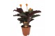 Calathea crocata tassmania 3/4 bloem 