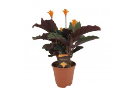 Calathea crocata tassmania 3/4 bloem