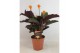 Calathea crocata tassmania 3/4 bloem 