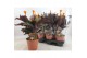 Calathea crocata tassmania 3/4 bloem 