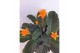 Calathea crocata tassmania 3/4 bloem 