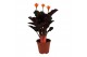 Calathea crocata 3/4 bloem basic 
