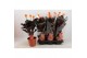 Calathea crocata 3/4 bloem basic 