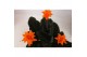 Calathea crocata 3/4 bloem basic 