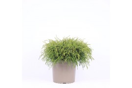 Chamaecyparis pisifera filifera nana