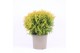 Thuja occ. golden globe 