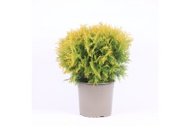 Thuja occ. golden globe