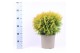 Thuja occ. golden globe 
