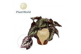 Begonia blad Begonia rex Fireworks 12cm 3 pp
