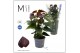 Anthurium andr. essencia 