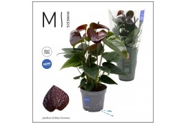 Anthurium andr. essencia