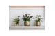 Anthurium andr. essencia 