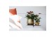 Anthurium andr. essencia 